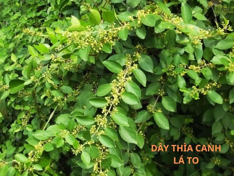 Cây Thìa Canh, Công Dụng Nổi Bật Và Cách Sử Dụng Hiệu Quả